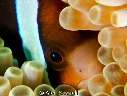 Shy eye by Alex Saywell 